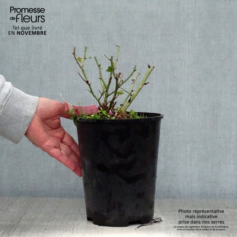 Rosa Decorosier Mareva 4L/5L pot sample as delivered in autumn