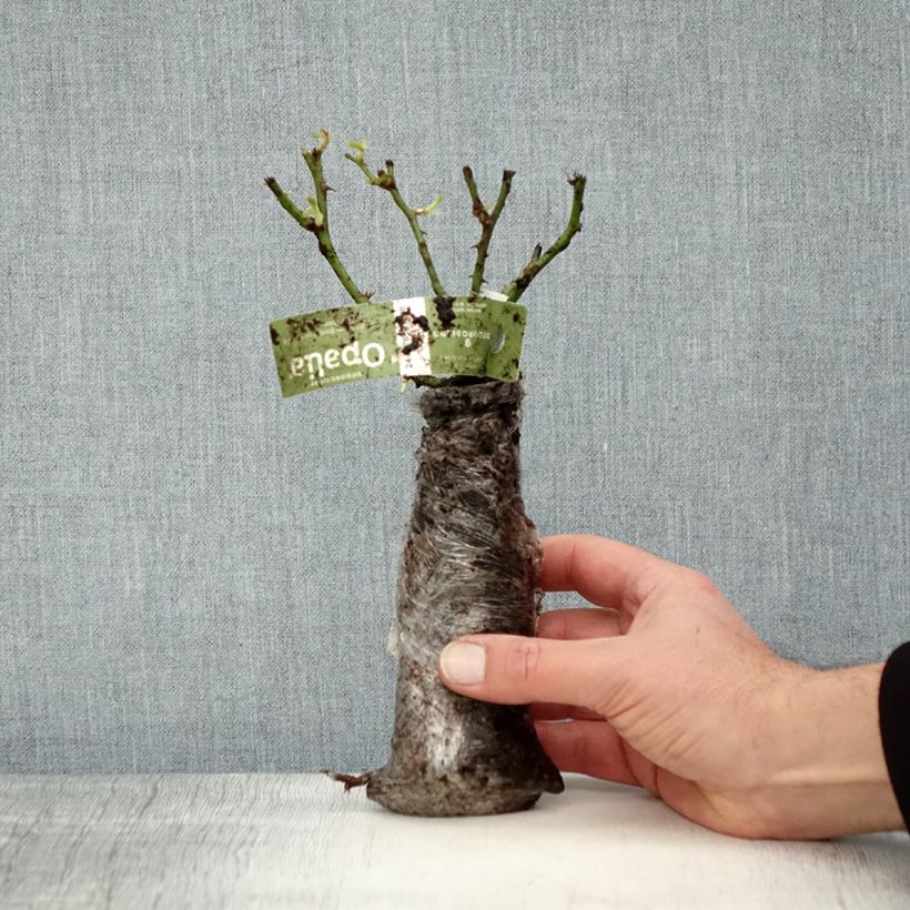 Rosa  Decorosiers Opalia 'Noaschnee' Wrapped bare root sample as delivered in winter