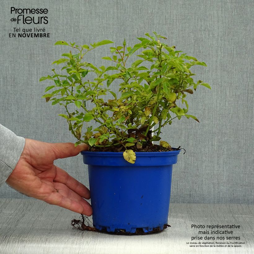 Rosa  Decorosiers Opalia 'Noaschnee' 2L/3L pot sample as delivered in autumn