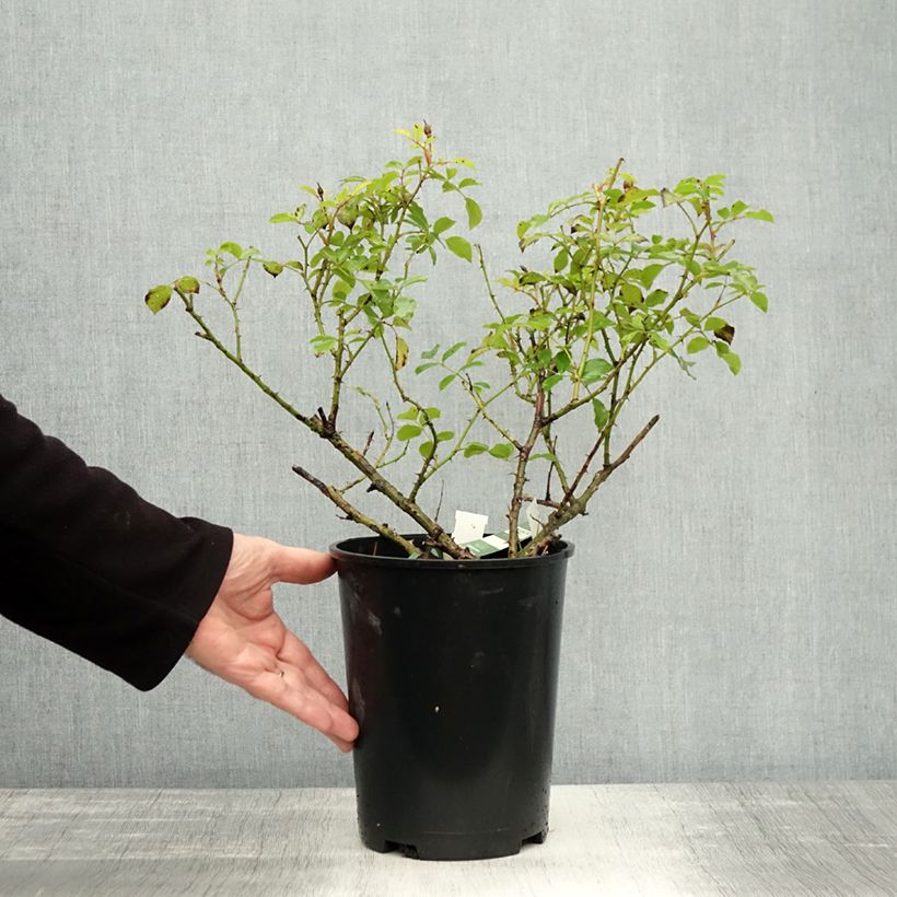 Rosa  Decorosiers Opalia 'Noaschnee' 4L/5L pot sample as delivered in autumn