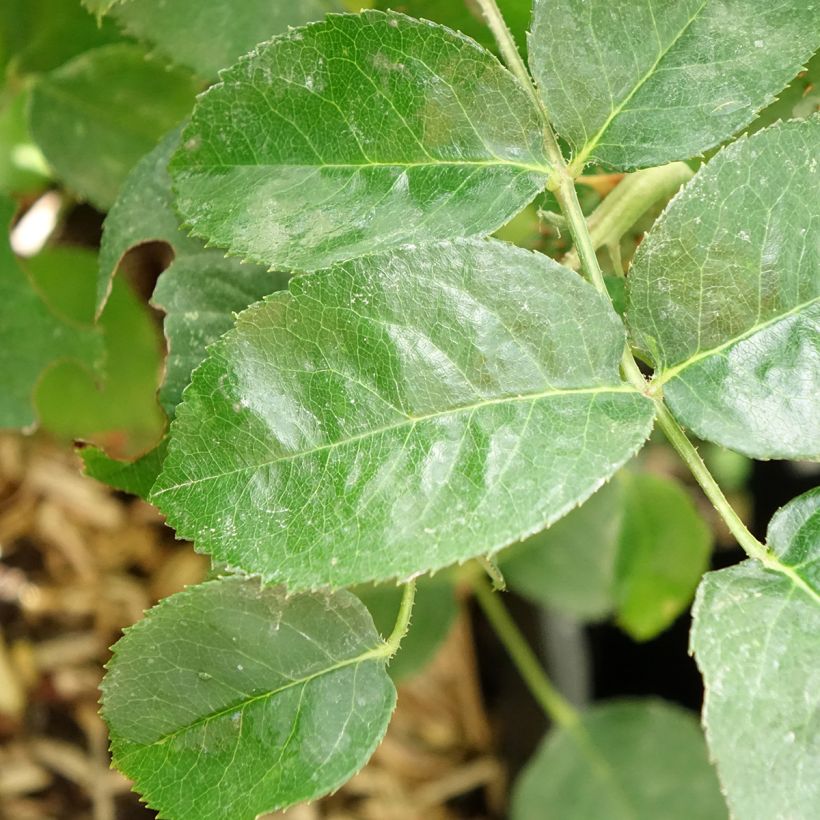 Rosa Décorosiers 'Purple Voluptia' - Shrub Rose (Foliage)