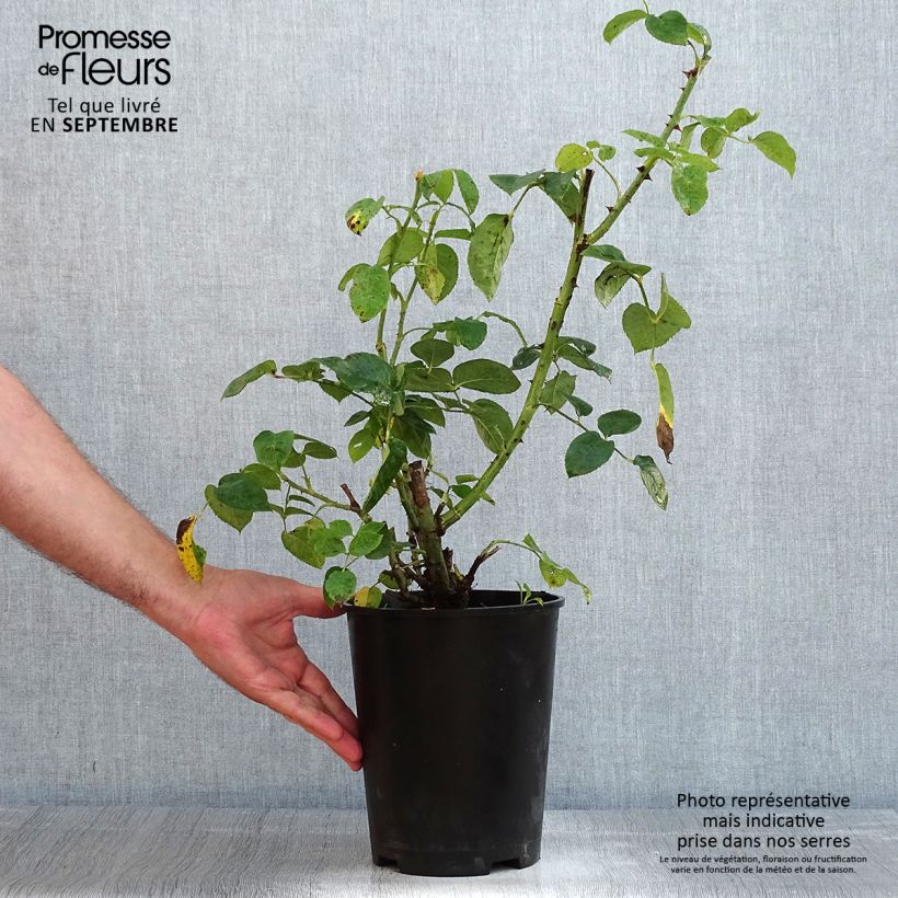 Rosa Vesuvia - groundcover shrub rose 4L/5L pot sample as delivered in summer