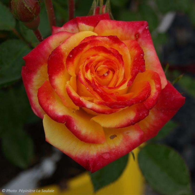 Rosa x floribunda 'Flamina' - Shrub Rose (Flowering)