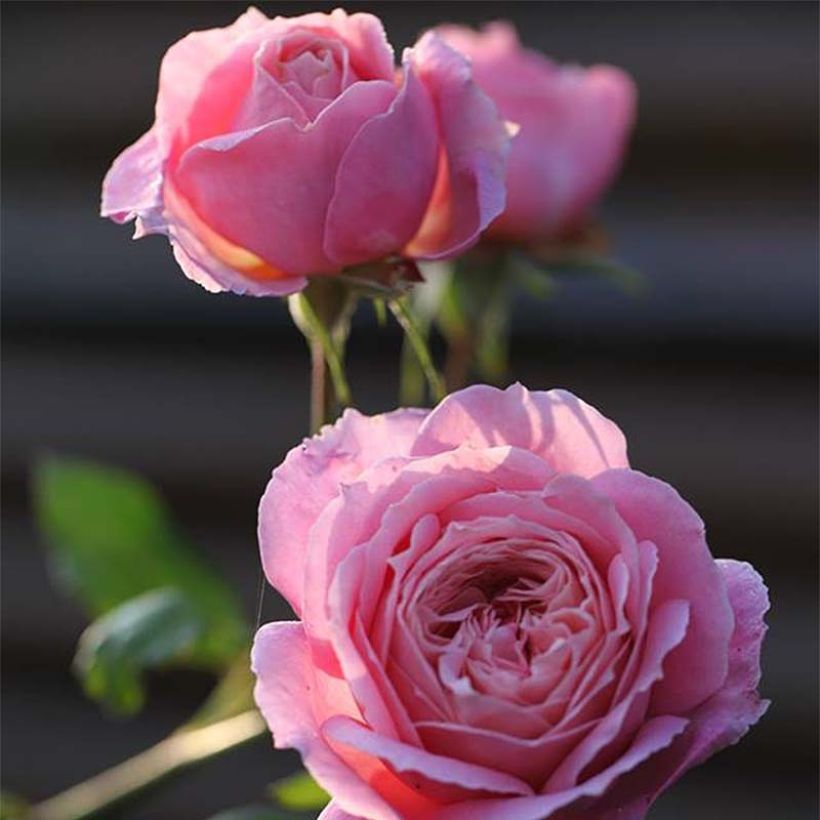 Rosa Generosa - 'Anne-Sophie Pic' - Shrub Rose (Flowering)