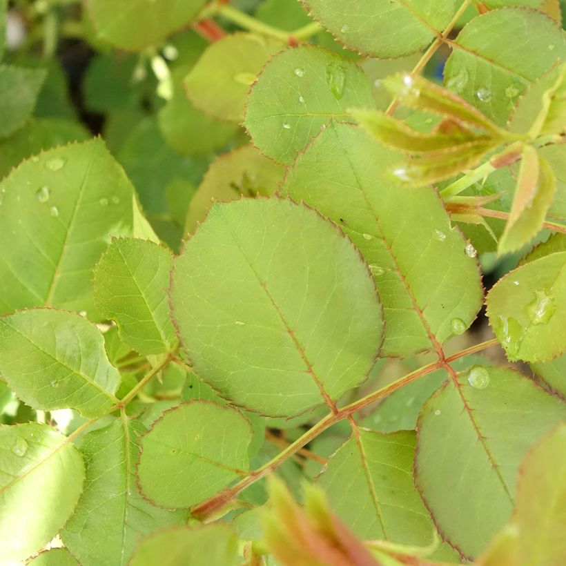 Rosa Generosa Cybelle - Shrub Rose (Foliage)