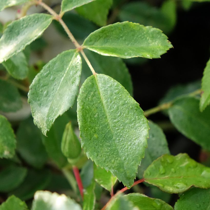 Rosa x noisette 'Aimée Vibert' (Foliage)