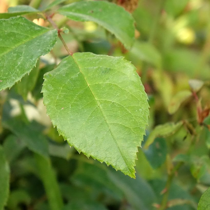 Rosa 'Alaska' Future (Foliage)