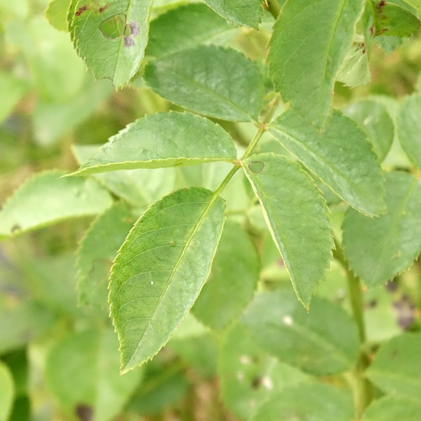 Rosa 'Alchymist' (Foliage)