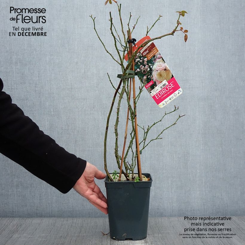 Rosier grimpant Starlet Rose Alina Pot de 4L/5L sample as delivered in autumn