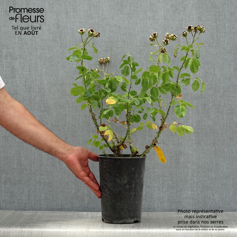 Rosa Aloha 4L/5L pot sample as delivered in summer