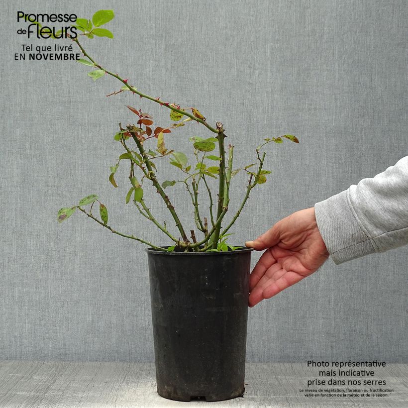 Rosa Bantry Bay 4L/5L pot sample as delivered in autumn