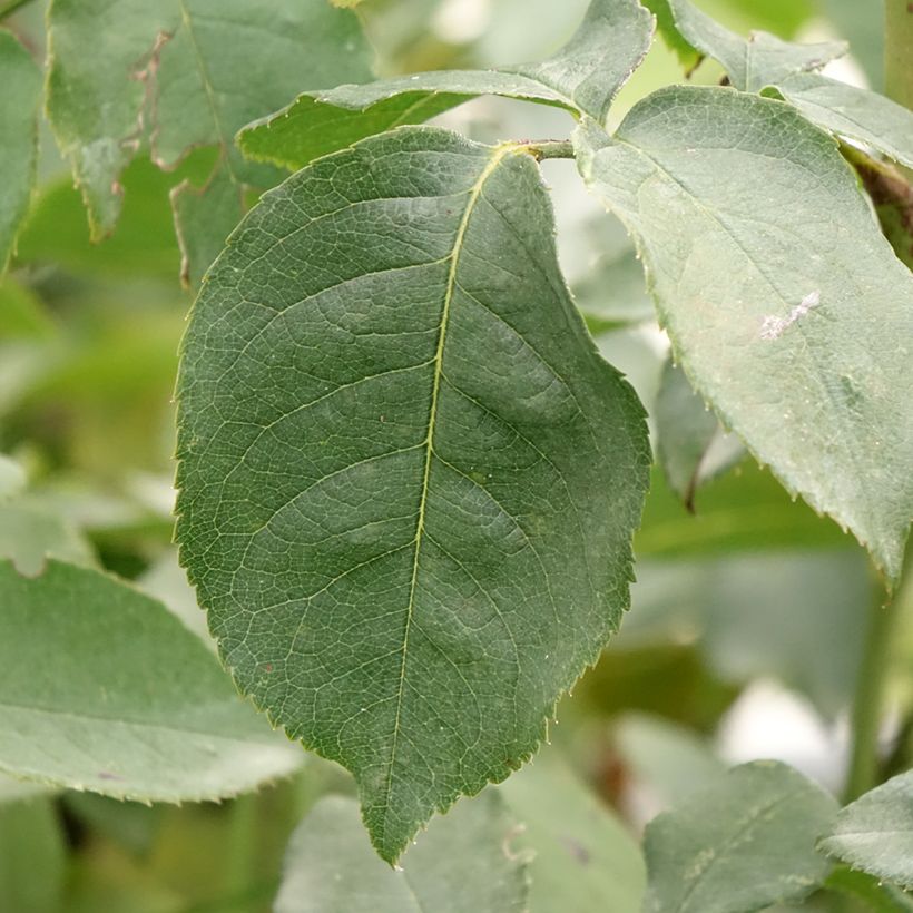 Rosa Compassion (Foliage)