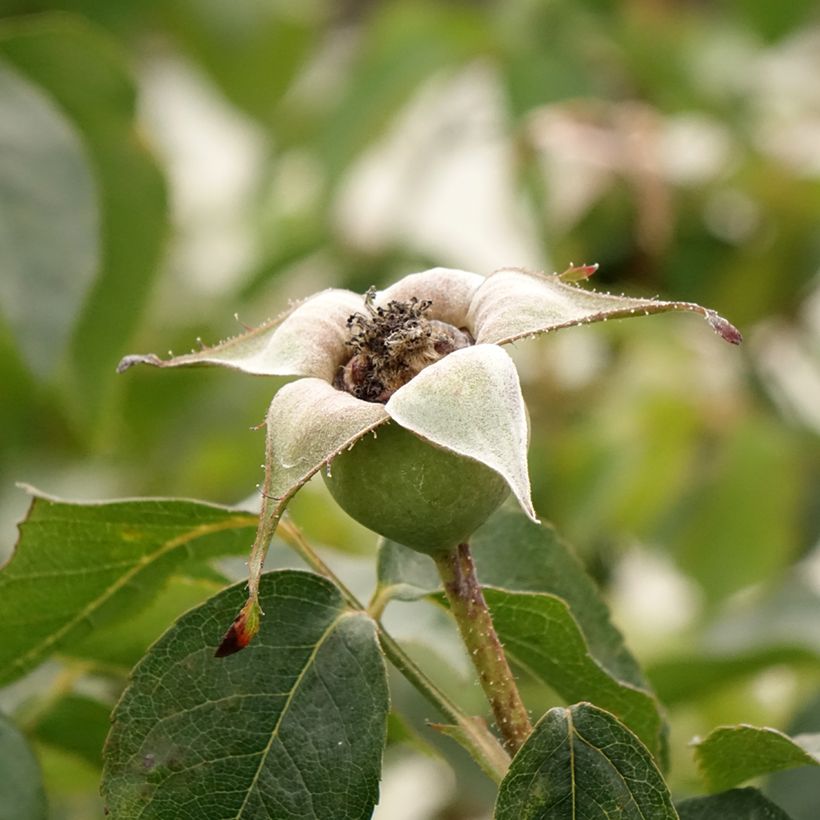 Rosa Compassion (Harvest)