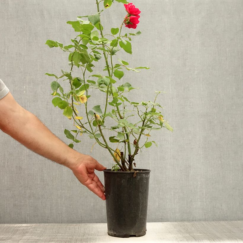 Rosa 'Blaze Superior' 4L/5L pot sample as delivered in summer