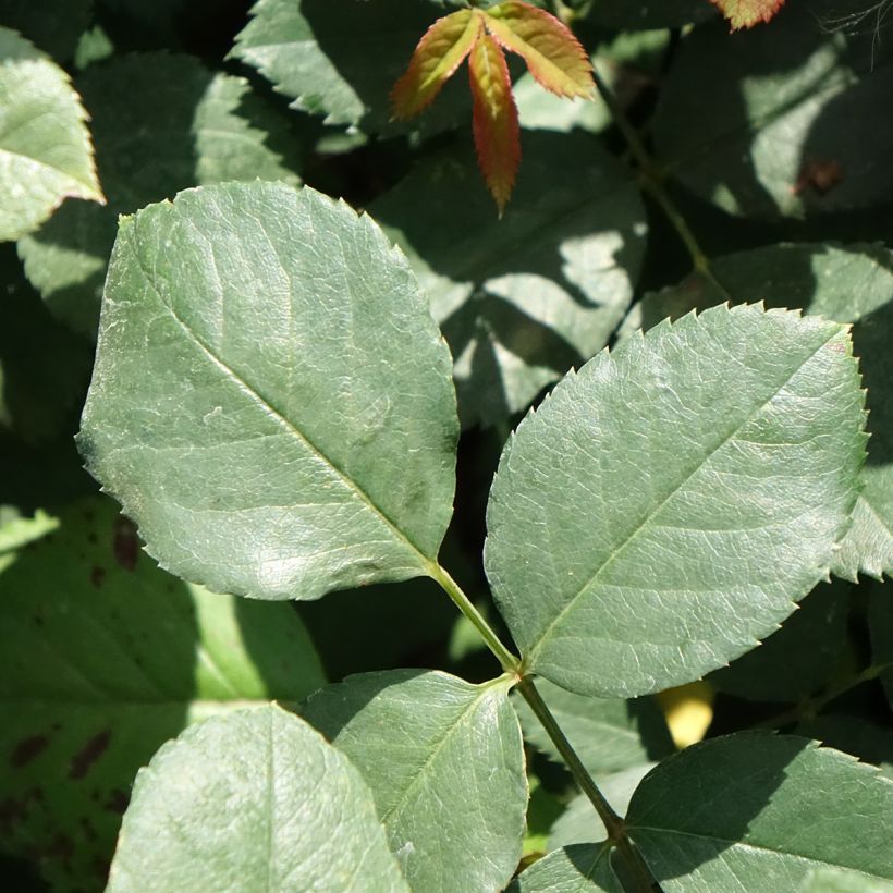 Rosa 'Baisikomik' CHERRY EXPLOSION® - Rosier grimpant Cherry Explosion (Foliage)