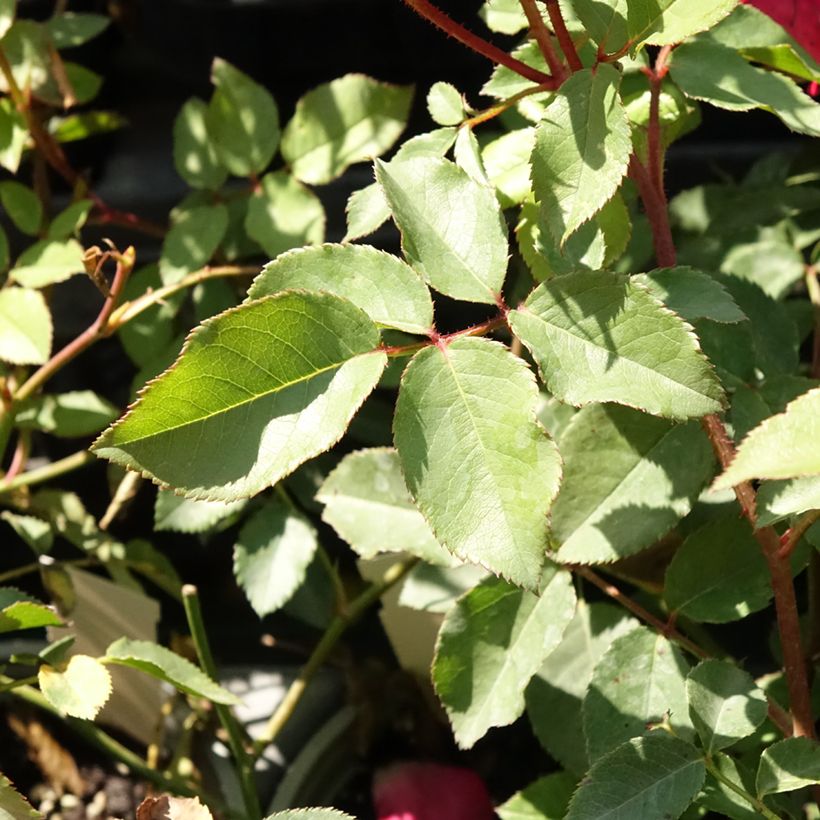 Rosa 'Cocktail' - Climbing Rose (Foliage)