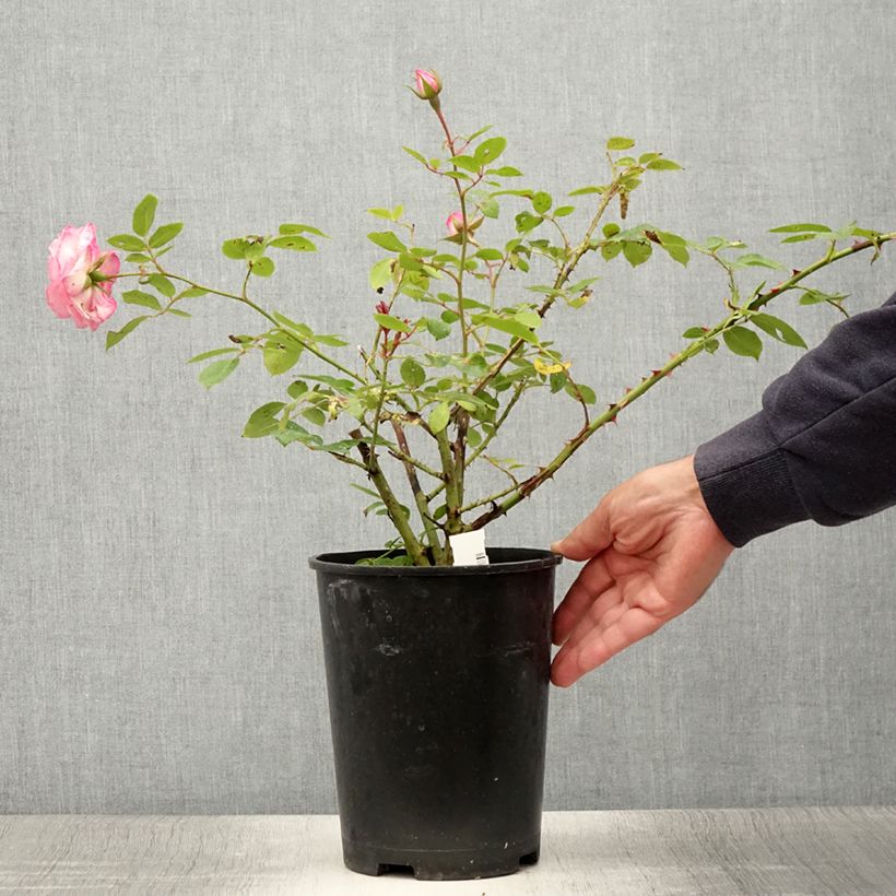 Rosa Coral Dawn 4L/5L pot sample as delivered in summer