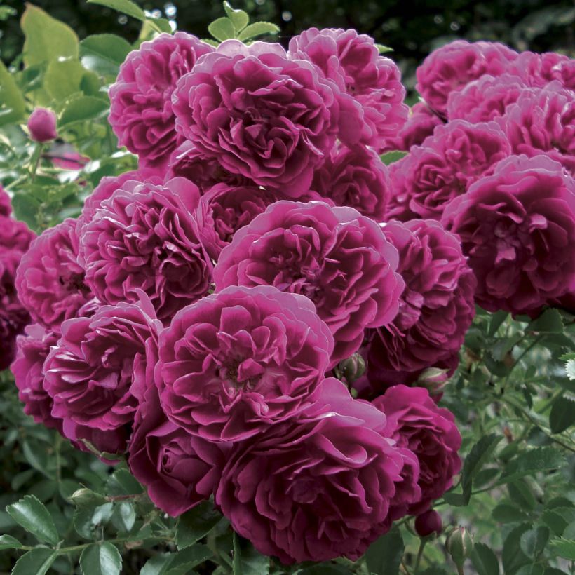 Rosa 'Crimson Shower' (Flowering)