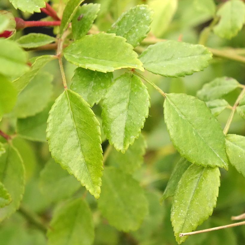 Rosa 'Crimson Shower' (Foliage)