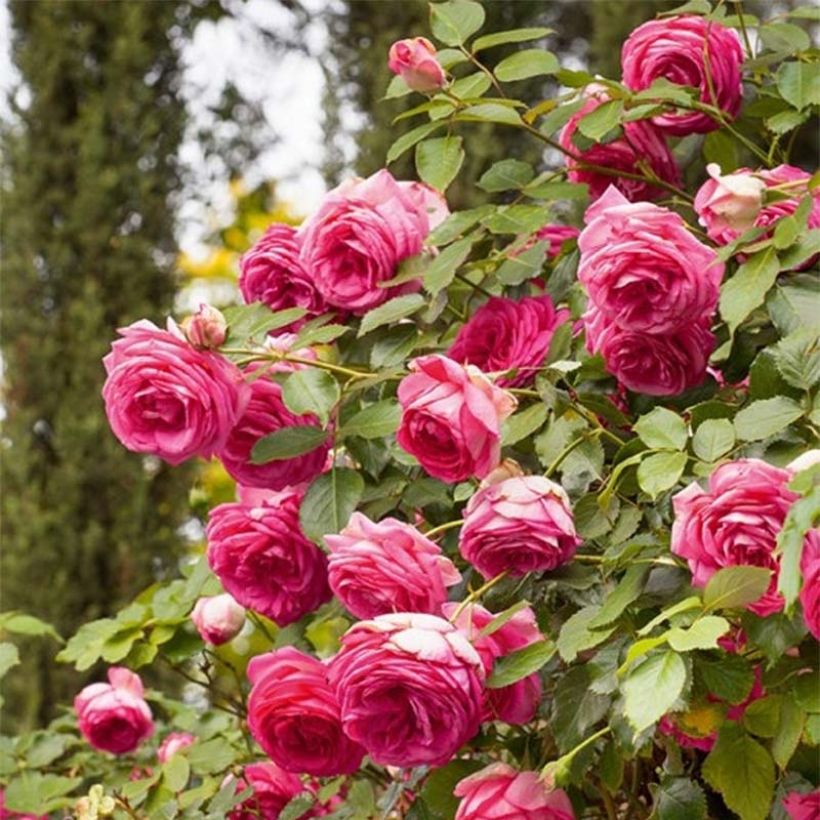 Rosa Cyclamen 'Pierre de Ronsard' - Climbing Rose (Flowering)