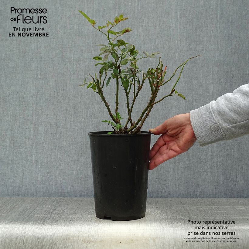 Rosa Cyclamen 'Pierre de Ronsard' - Climbing Rose 4L/5L pot sample as delivered in autumn