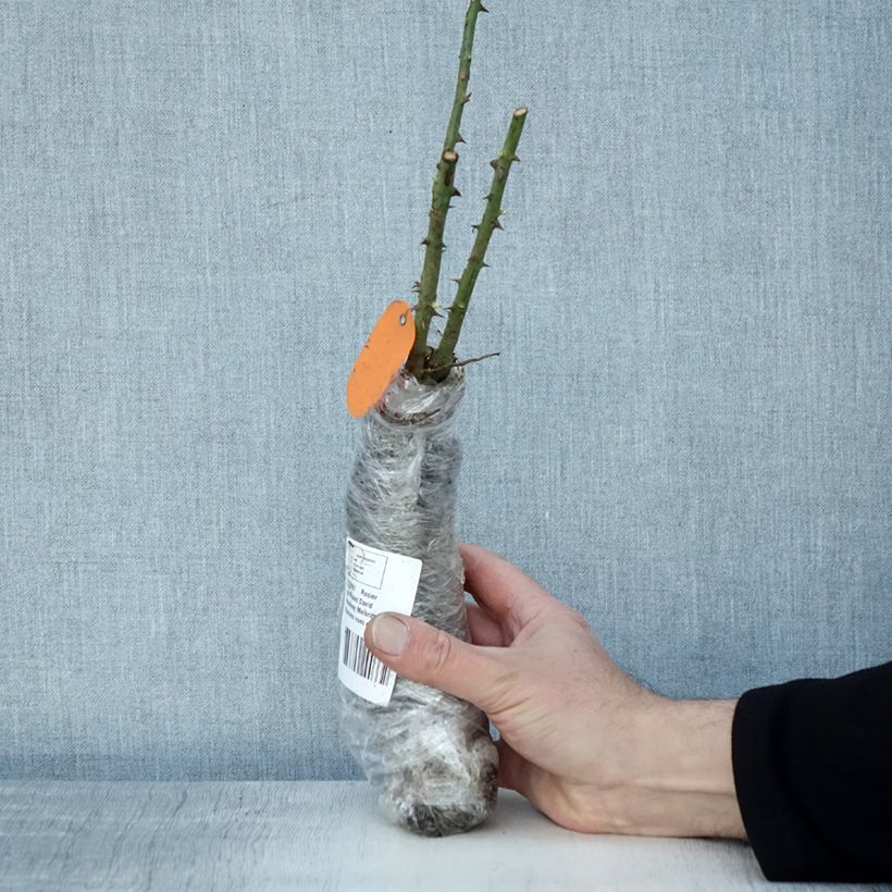 Rosa David Hockney - Climbing rose Wrapped bare root sample as delivered in winter