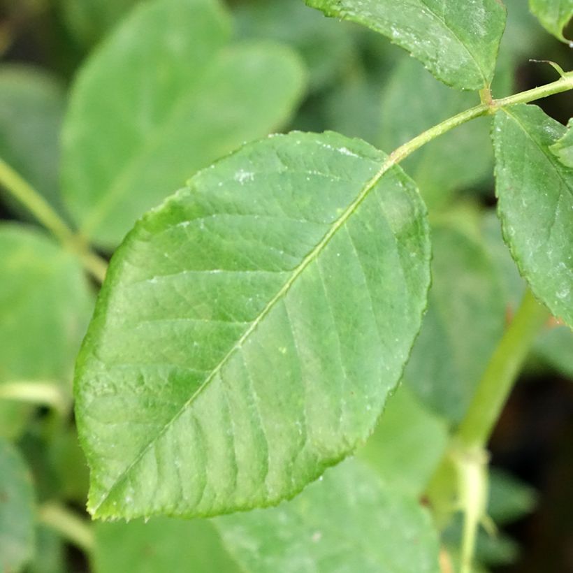 Rose DistingO Orange Climbing Rose (Foliage)