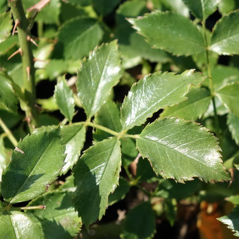 Rosa Dortmund (Foliage)