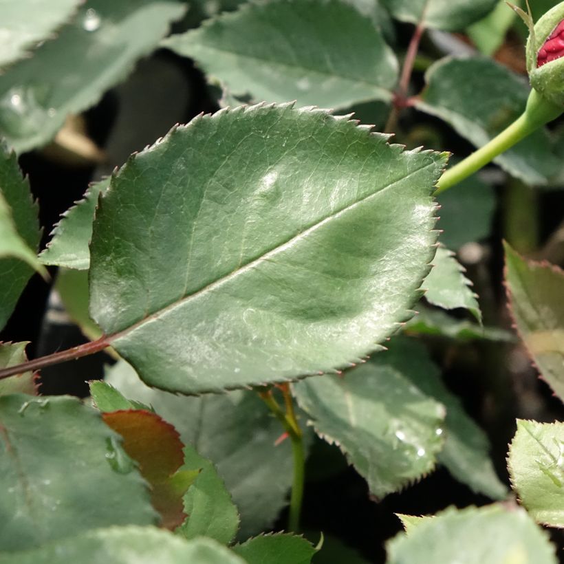 Rosa 'Etoile de Hollande' - Climbing Rose (Foliage)