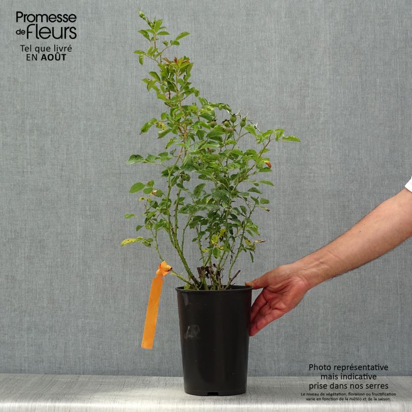 Rosa 'Eyeconic' - Climbing Rose 4L/5L pot sample as delivered in summer