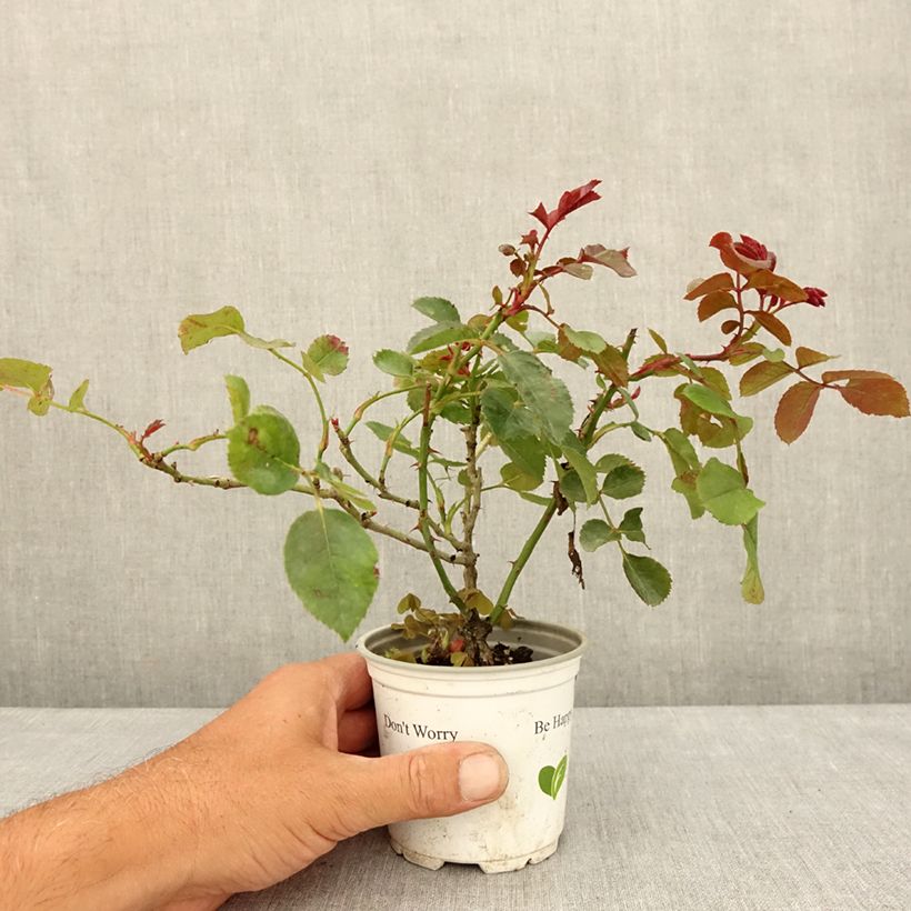 Rosa 'Florentina' - Climbing Rose 10cm/11cm pot sample as delivered in summer