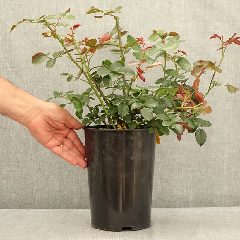 Rosa 'Florentina' - Climbing Rose 4L/5L pot sample as delivered in summer