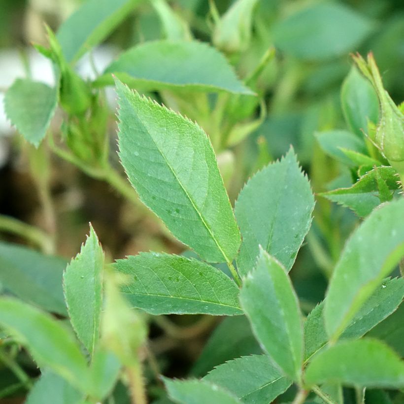 Rosa Golden Age - Climbing Rose (Foliage)