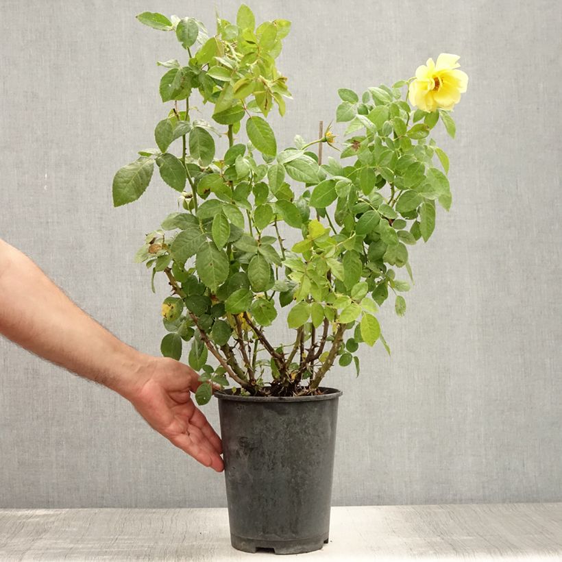 Rosa 'Golden Boy' - Climbing Rose 4L/5L pot sample as delivered in summer