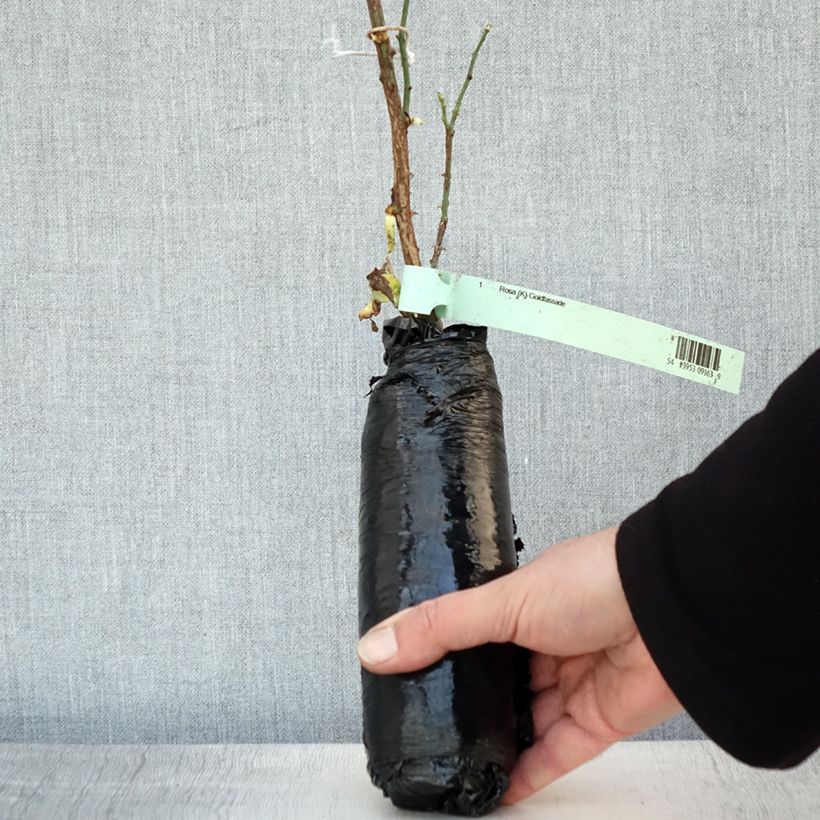 Rosa Goldfassade Wrapped bare root sample as delivered in winter
