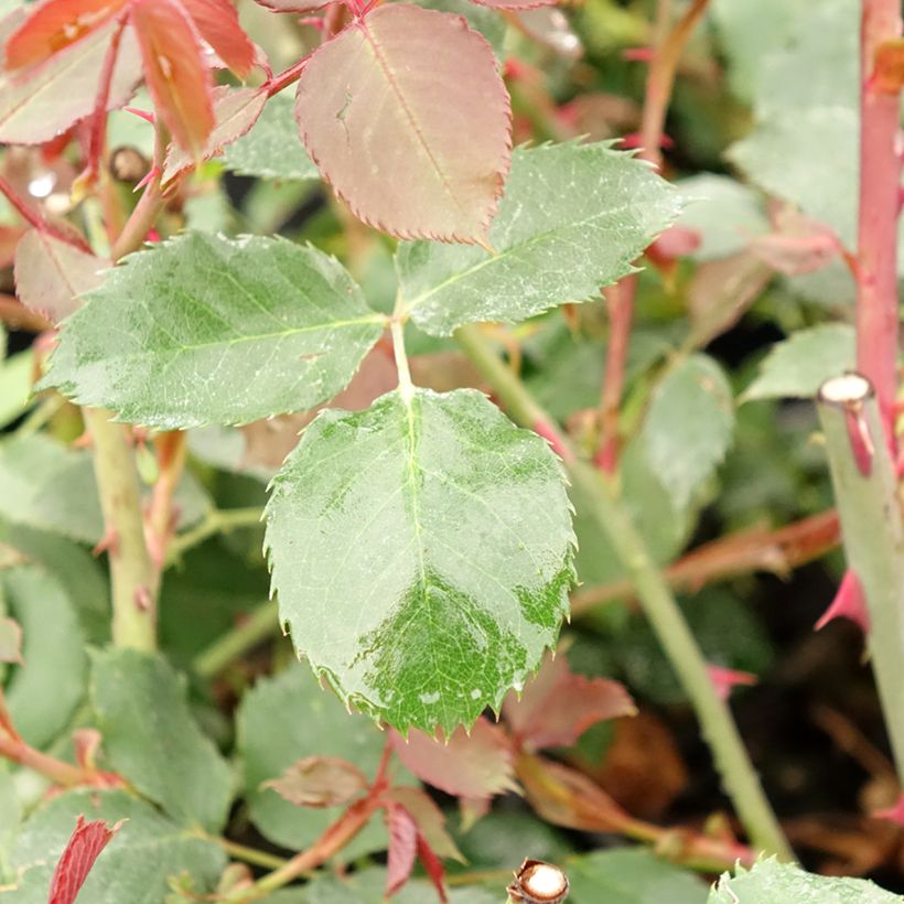 Rosa 'Guinée' (Foliage)