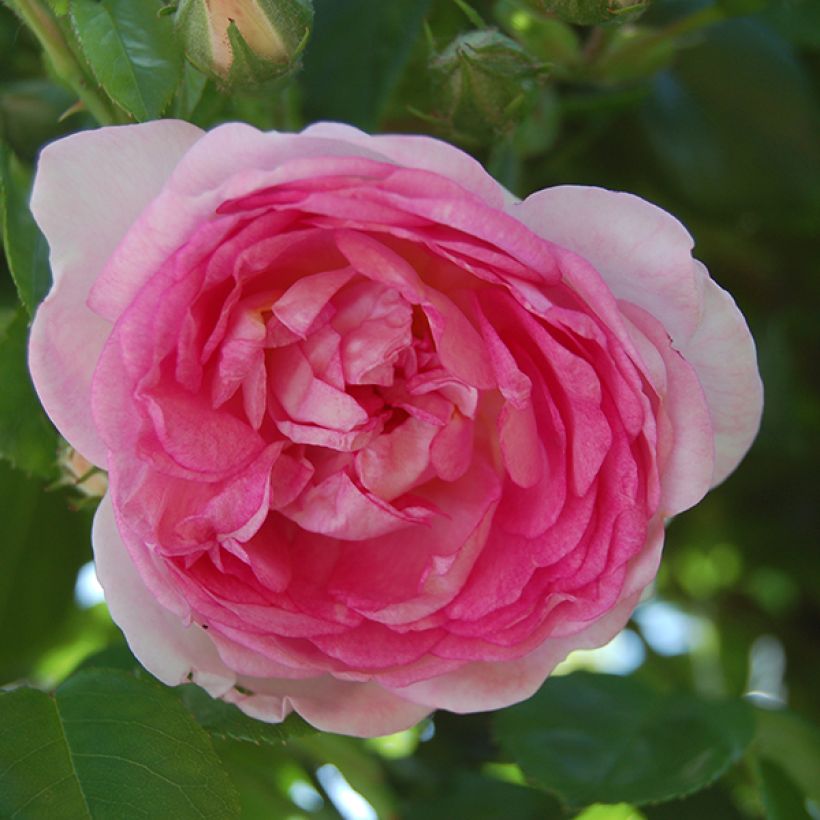 Rosa Jasmina (Flowering)