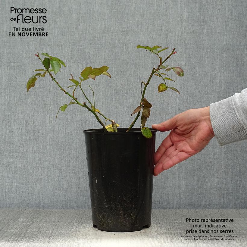 Rosa 'Laguna' - Klettermaxe Climbing Rose 4L/5L pot sample as delivered in autumn