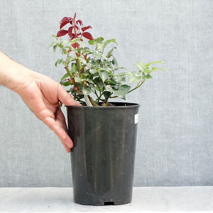 Rosa Le Grand Huit - Climbing Rose 4L/5L pot sample as delivered in summer