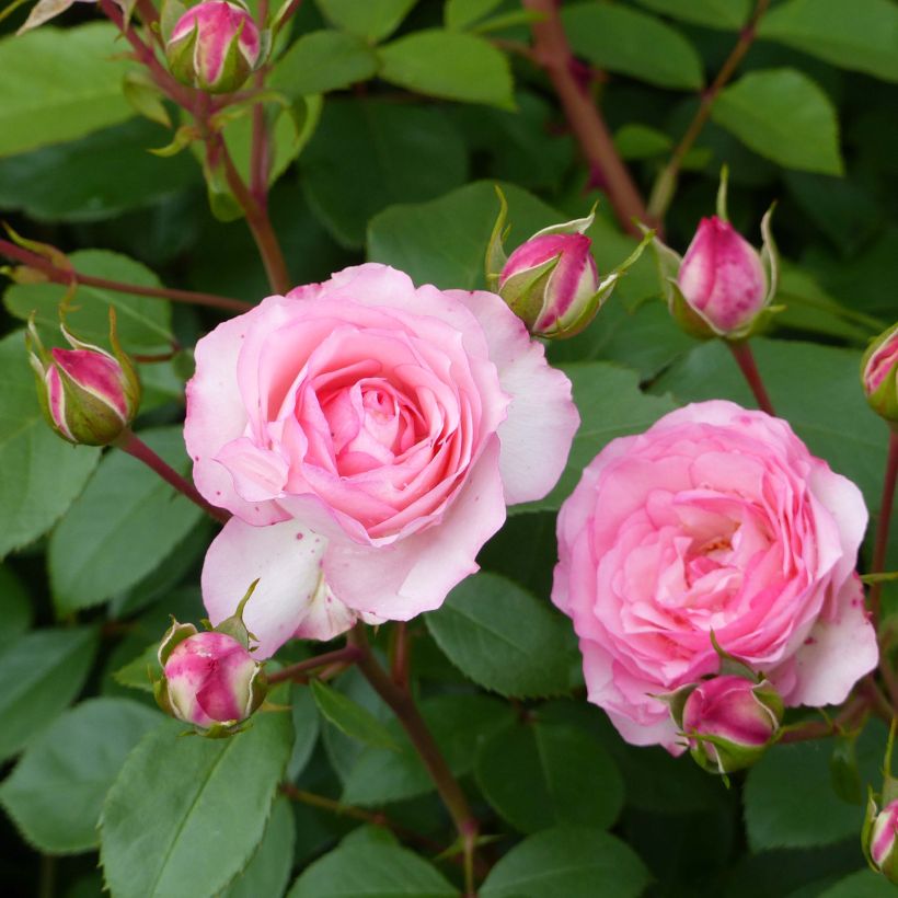 Rosa Mini Eden Rose - Climbing Rose (Flowering)