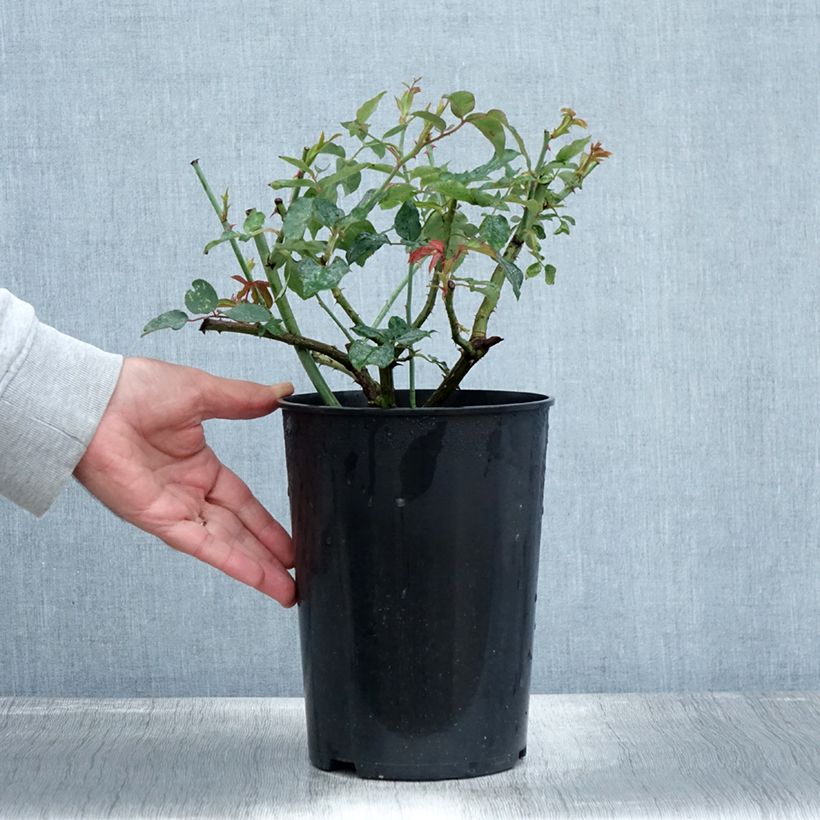 Rosa 'Mme Gregoire Staechelin' - Climbing Rose 4L/5L pot sample as delivered in autumn