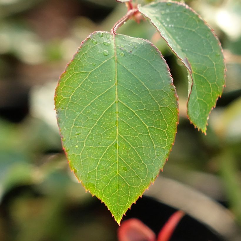 Rosa 'Mme Gregoire Staechelin' - Climbing Rose (Foliage)