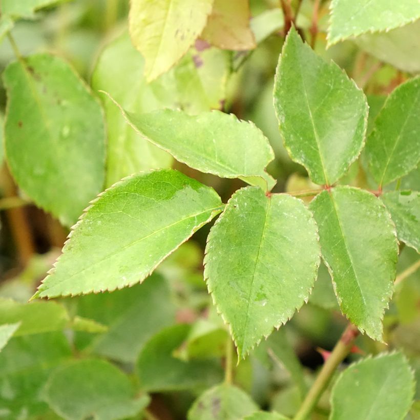 Rosa Orienta 'Aladdin' (Foliage)