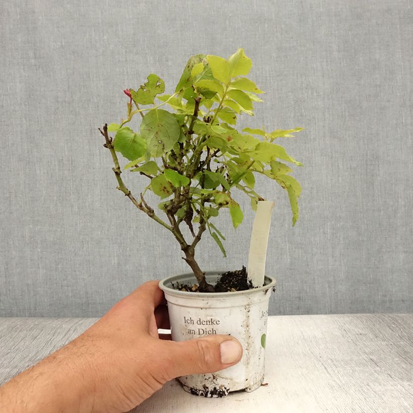 Rosa Palais Royal 10cm/11cm pot sample as delivered in summer