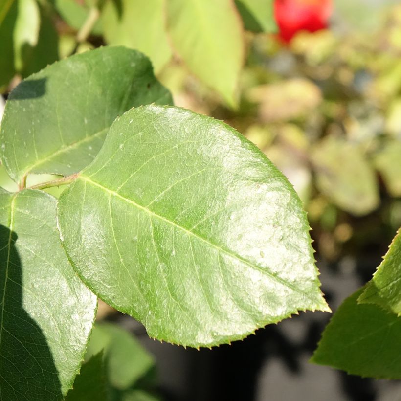 Rosa 'Paul's Lemon Pillar' - Climbing Tea Rose (Foliage)