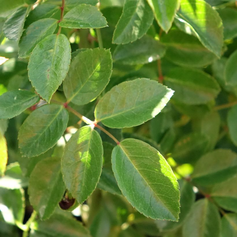 Rosa x wichuraiana 'Paul Transon' - Rambling Rose (Foliage)