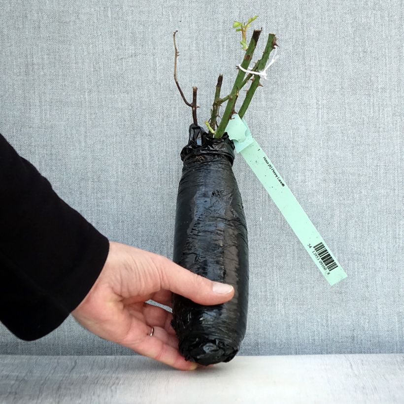 Rosa Penny Lane Wrapped bare root sample as delivered in winter