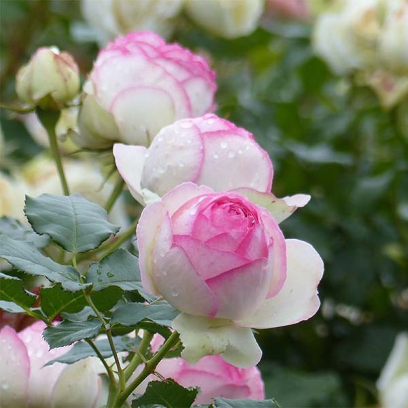 Rosa  Pierre de Ronsard - Climbing Rose (Flowering)