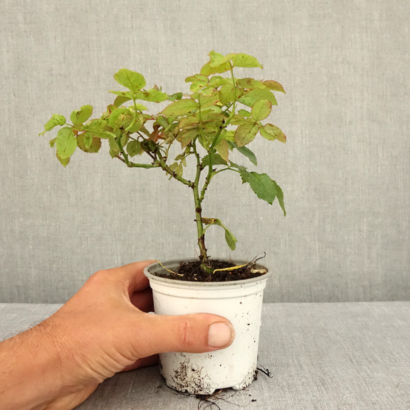 Rosa  Pierre de Ronsard - Climbing Rose 10cm/11cm pot sample as delivered in summer