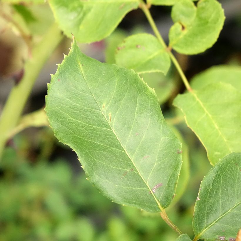 Rosa 'Pink Cloud' - Climbing Rose (Foliage)
